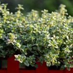 benefits of thyme