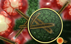 bacterial-resistance