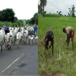 Female farmer kills Fulani herdsman