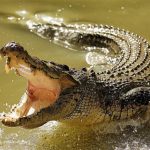 Ethiopian Pastor gets eaten by Crocodile during lake Baptism