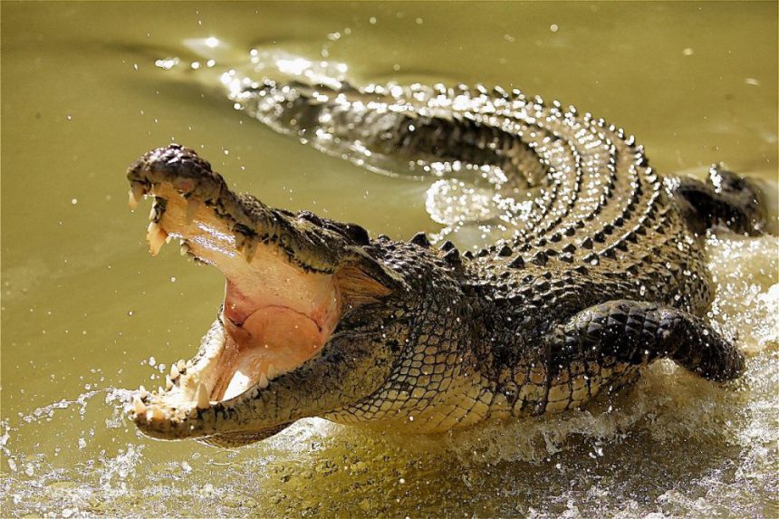 Ethiopian Pastor gets eaten by Crocodile during lake Baptism