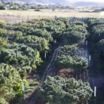 NDLEA destroys 10-hectare Indian hemp farm in Osun