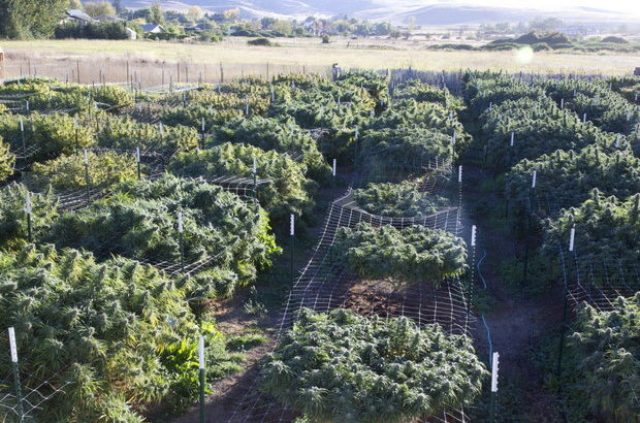 NDLEA destroys 10-hectare Indian hemp farm in Osun