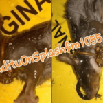 Shocking! Woman finds rat with ring around its neck in her shop