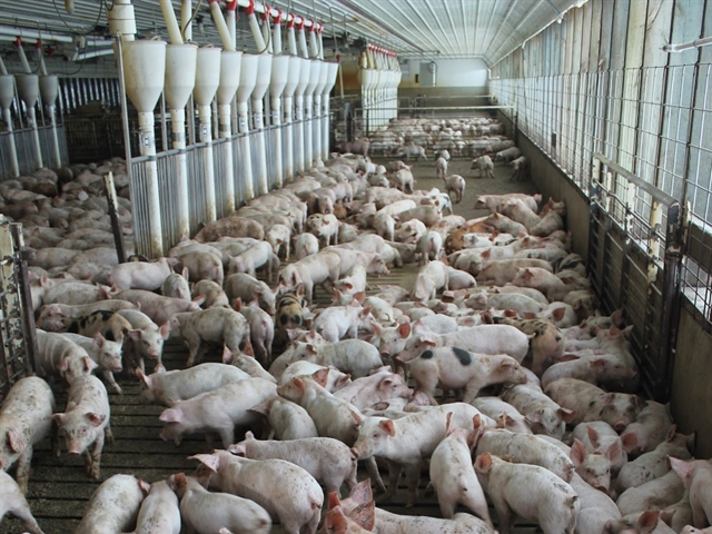 1,332 pigs killed in china over swine fever outbreak